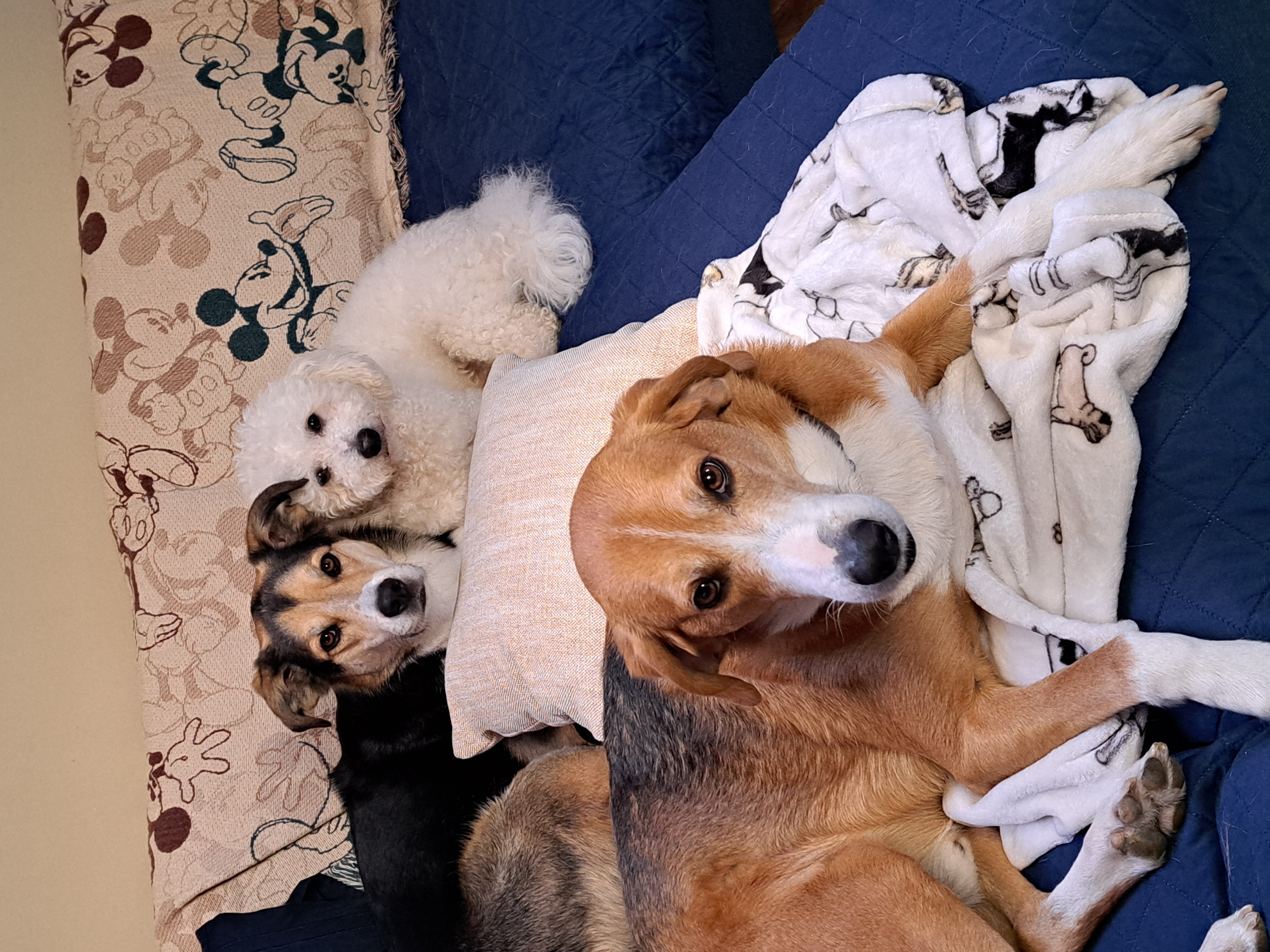 Argos, Odie, and Phoenix